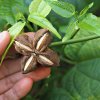 SACHA INCHI PLANT